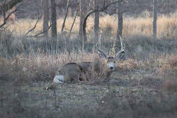 Bedded Mule Deer buck during the rut