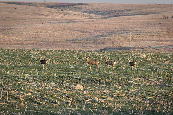 Herd of Mule Deer on Green wheat
