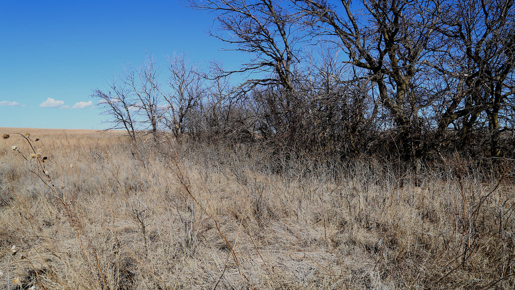 big whitetail buck bedding areas