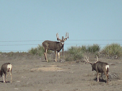 rutting mule deer bucks showing dominance