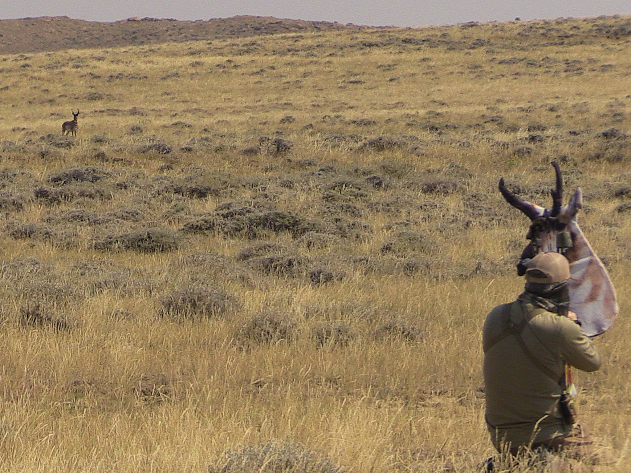 decoying antelope with heads up decoy