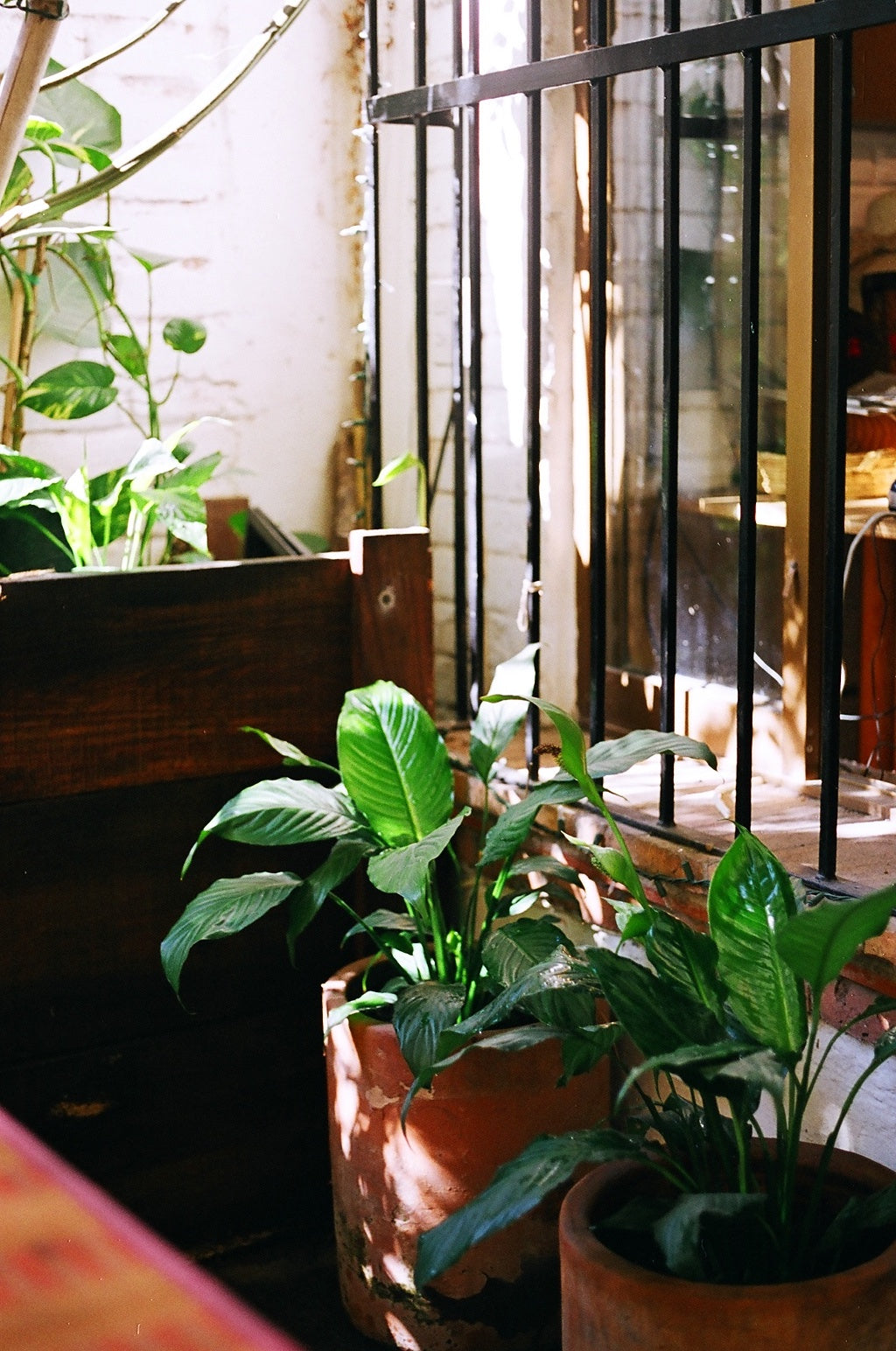 Plants at a juice bar in Mexico