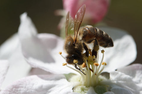 Hives available for pollination. Great rates!