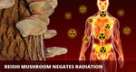 Reishi mushroom - radiation