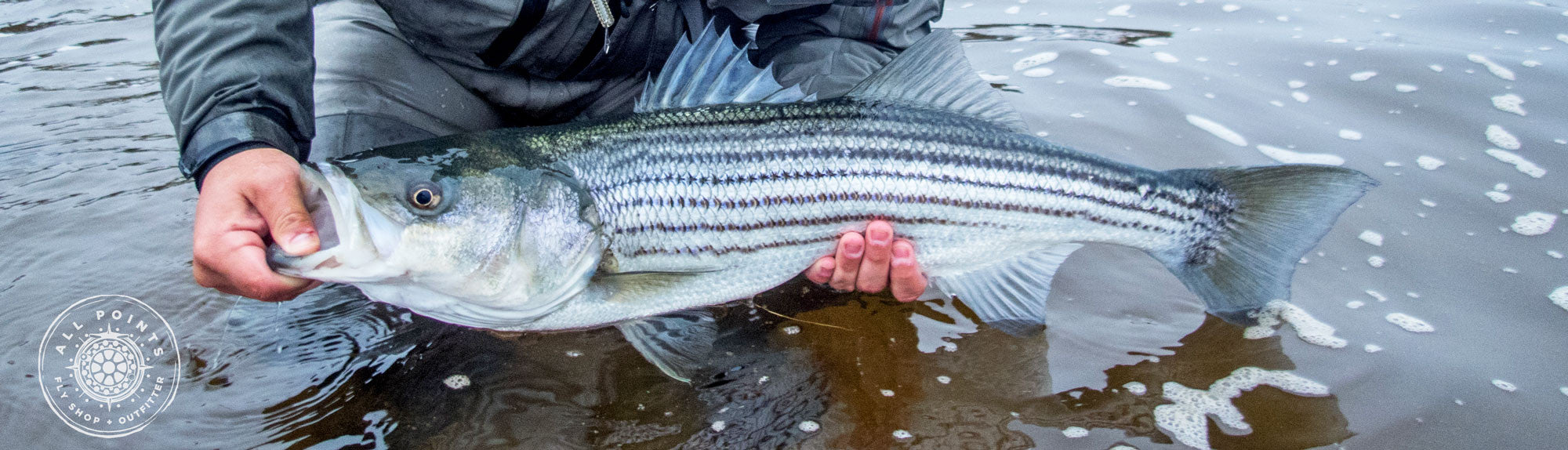 Fly Fishing Striped Bass Stripers Maine