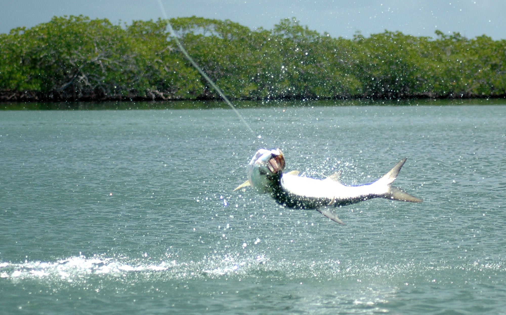 Fly Fishing Tarpon - Belize - Turneffe Flats