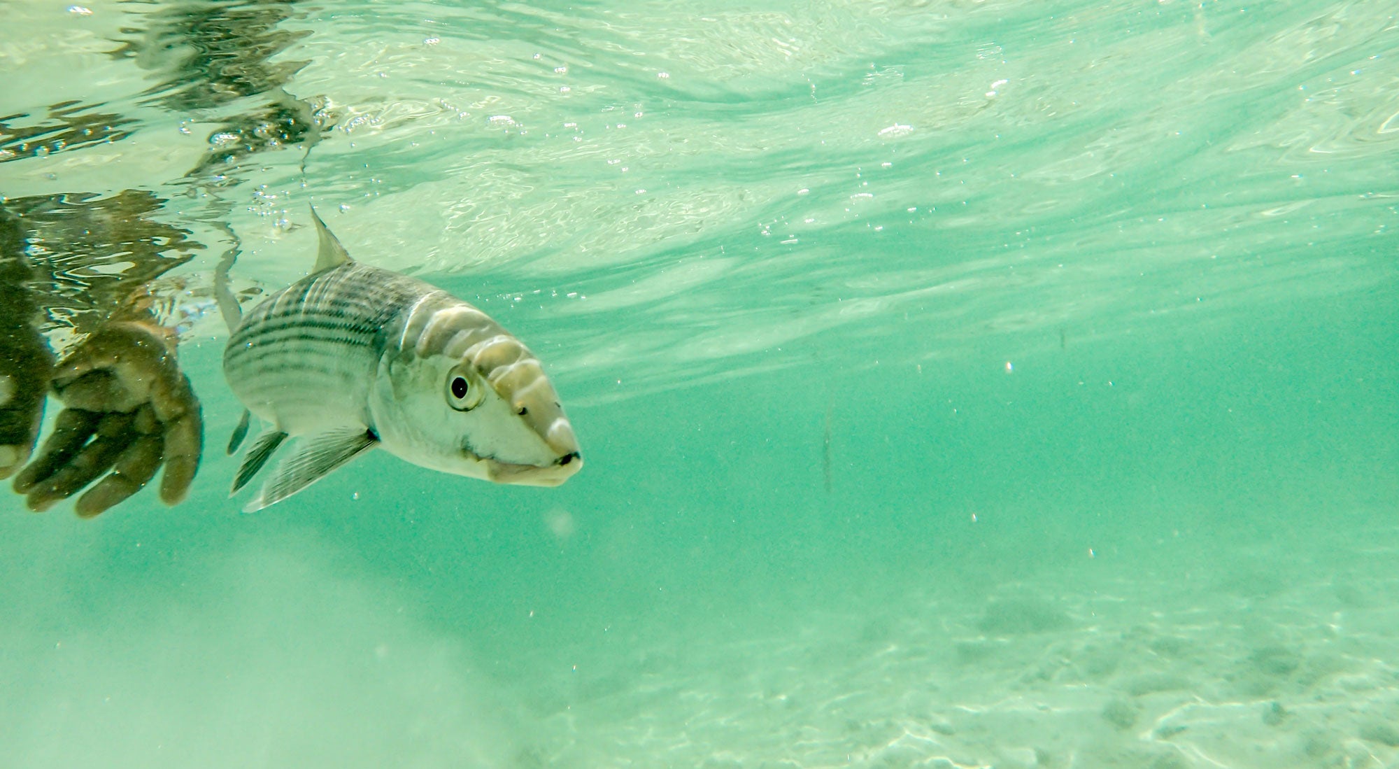 Fly Fishing Belize-Turneffe