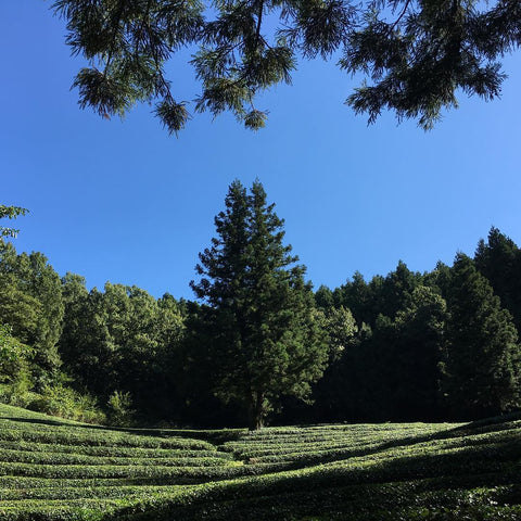 Tea Field in Boseong, South Korea