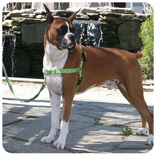 easy walk dog collar