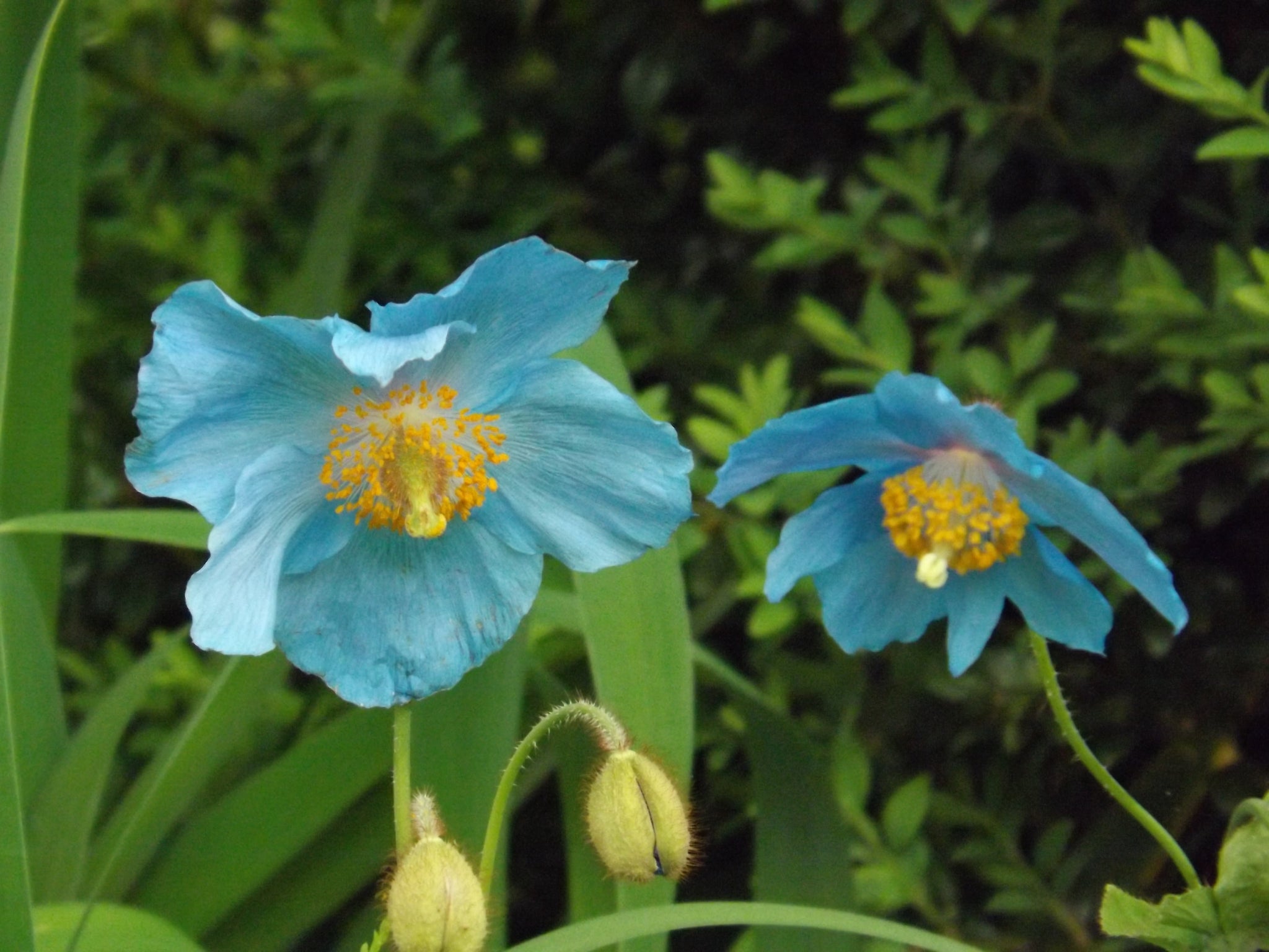 Beautiful blue Meconopsis in the 'woodland' end of the garden