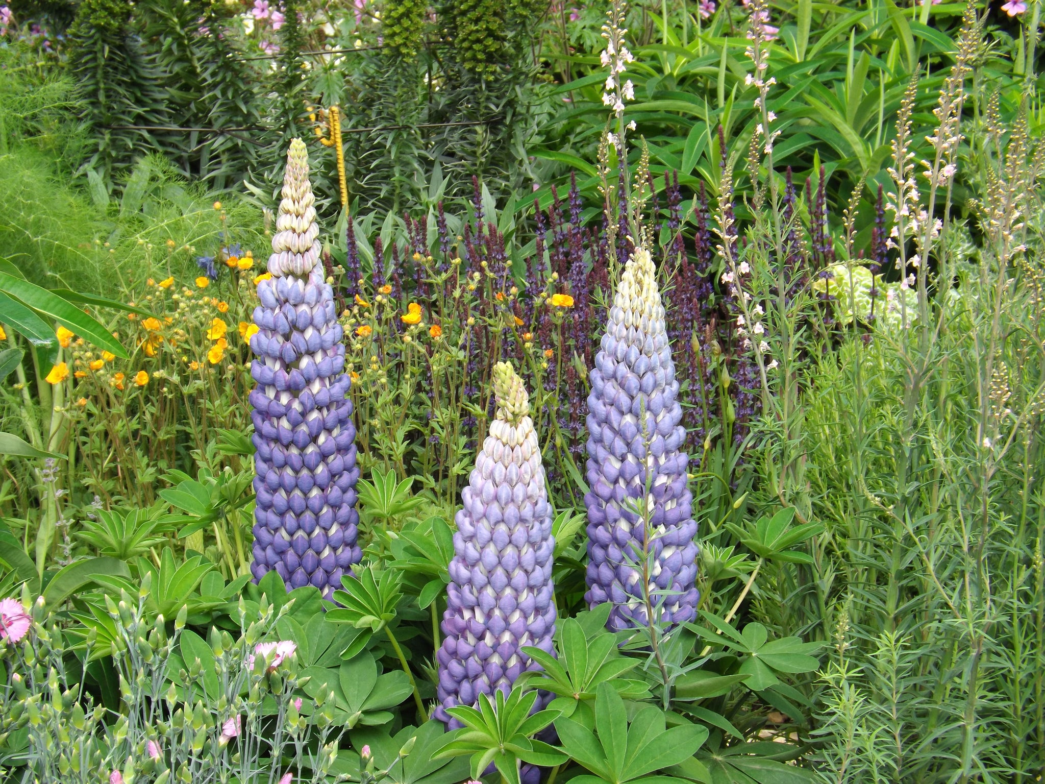 The towering spikes of lupins featured throughout the garden 