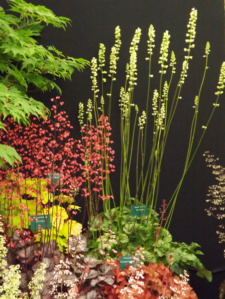 'Thomas' towers over the other heuchera flowers