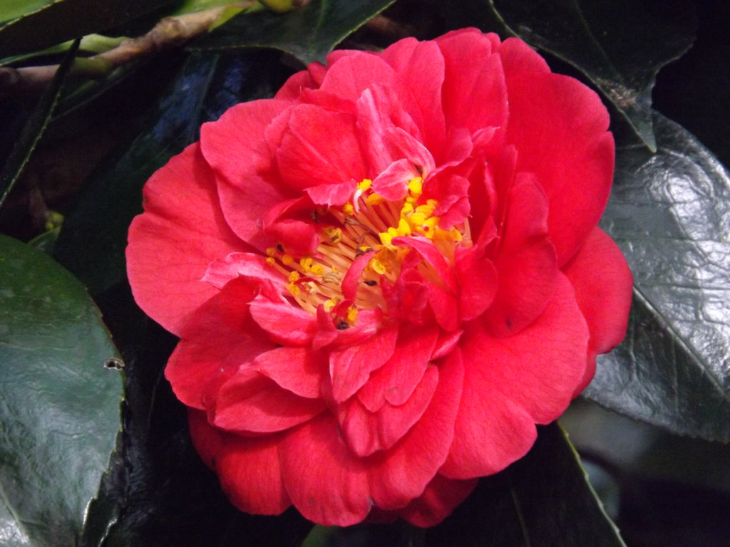 Camellia japonica ‘Blaze of Glory’ 