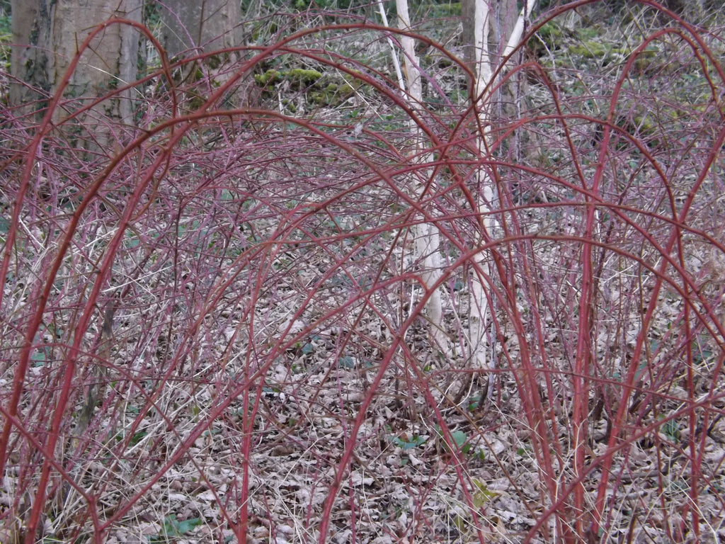 Winter colour from Japanese wineberry with silver birch