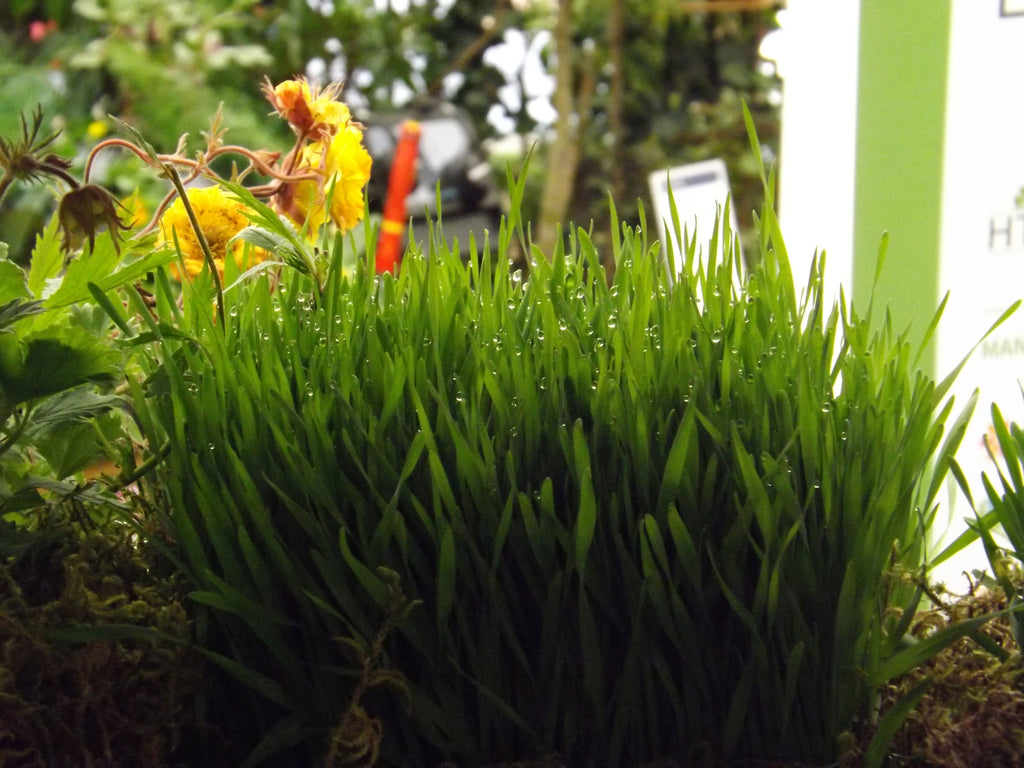 Wheatgrass, from inside the Orb Den...