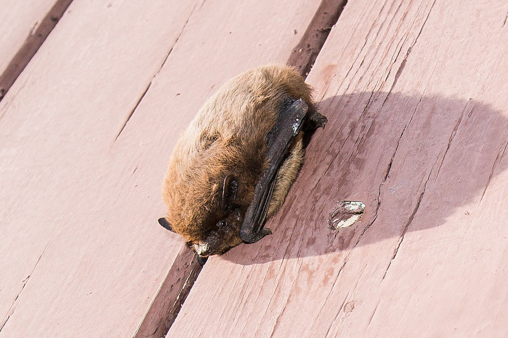 Pipistrelle bat