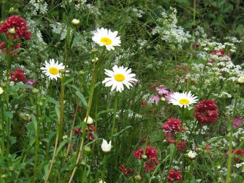 Lush planting in the Welcome to Yorkshire garden