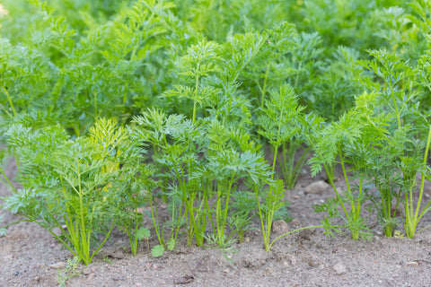 Early carrots can be planted in February