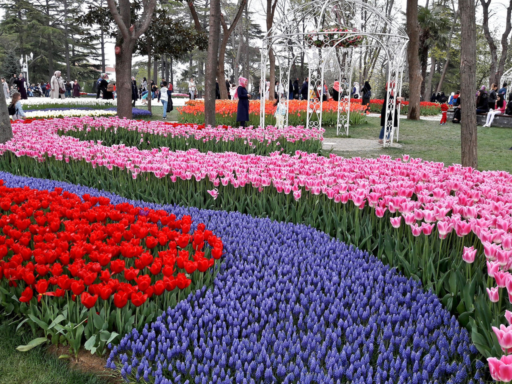 Istanbul Tulip Festival in full swing in the city's Emirgan Park 