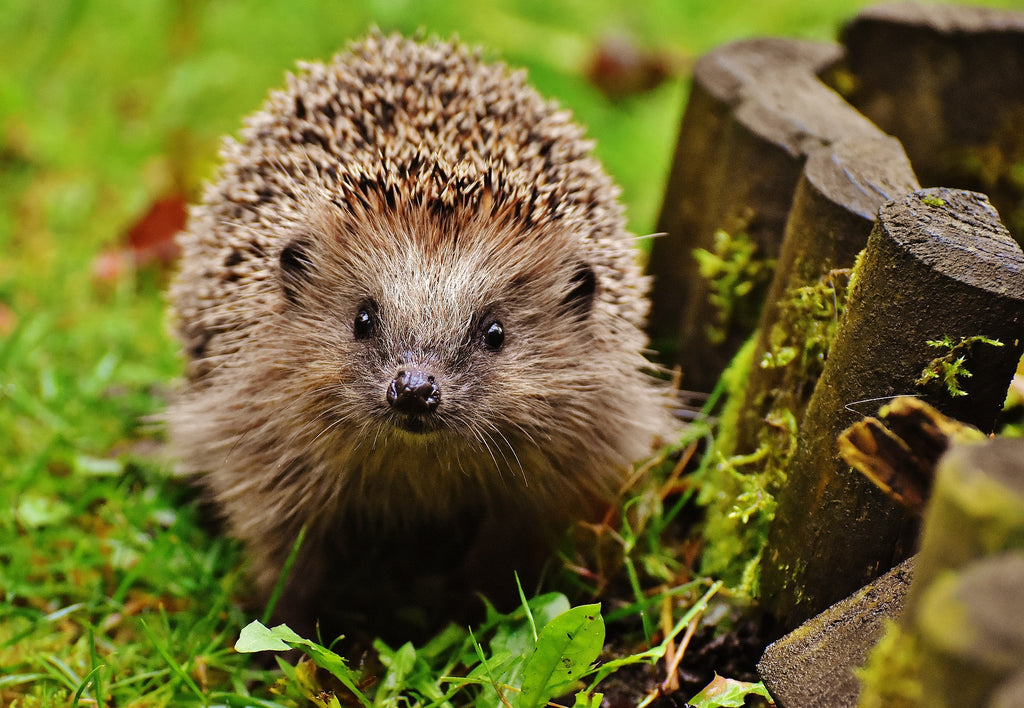 Hedgehogs are a gardener's best friend