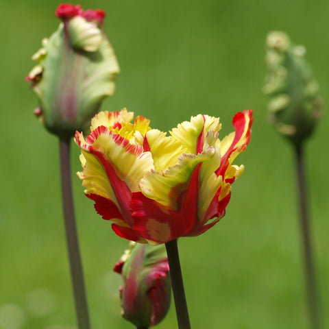 Gorgeous-but-delicate parrot tulips