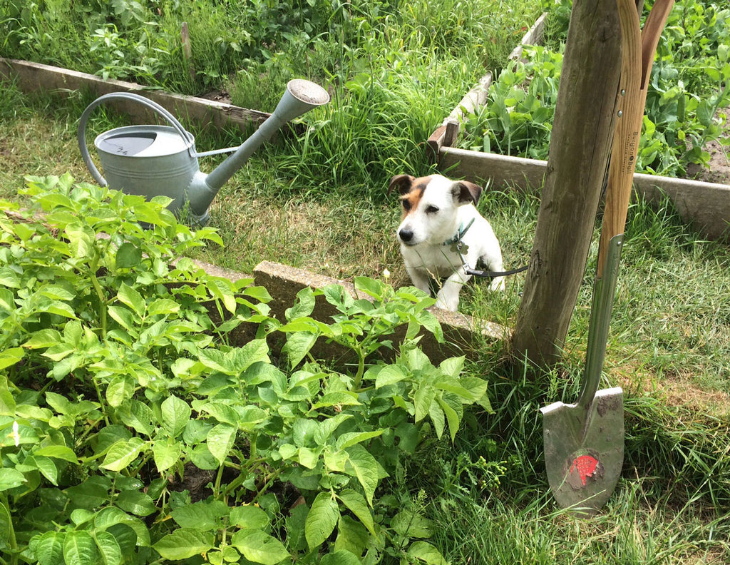 Sparky watches over our potatoes at the allotment last year