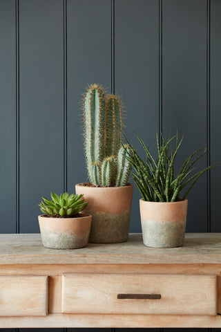 Cacti are hugely on-trend