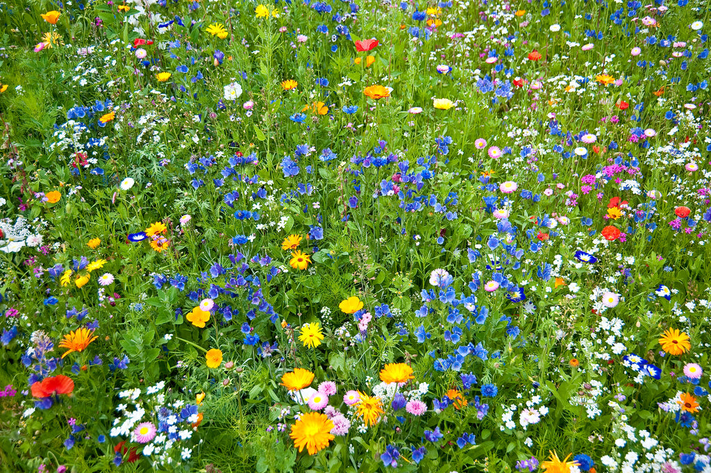Adding a wildflower patch will add a riot of colour - and support wildlife, too
