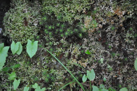 Mossy spots are often buggy