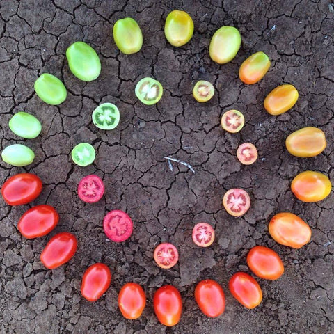 Dineamic | Kagome Australia Tomato Colours