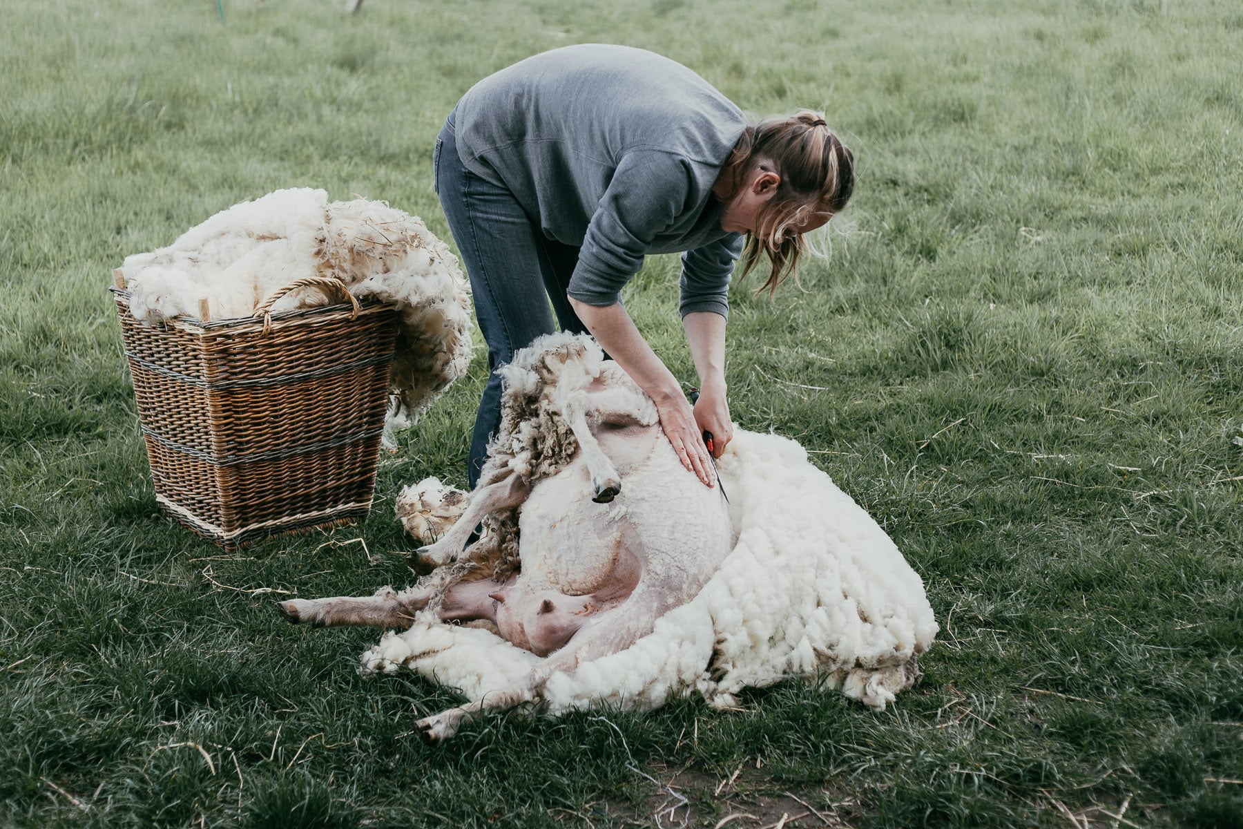 Shearing By Hand On the Organic Small Holding