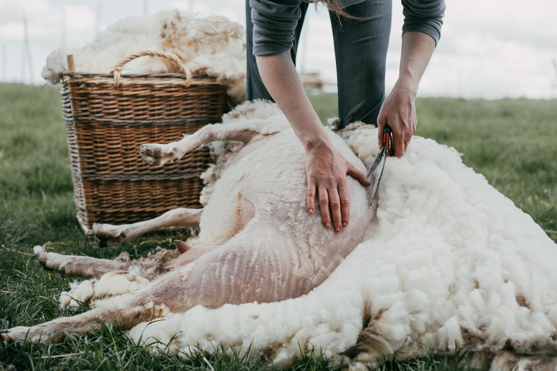 Shearing By Hand On the Organic Small Holding