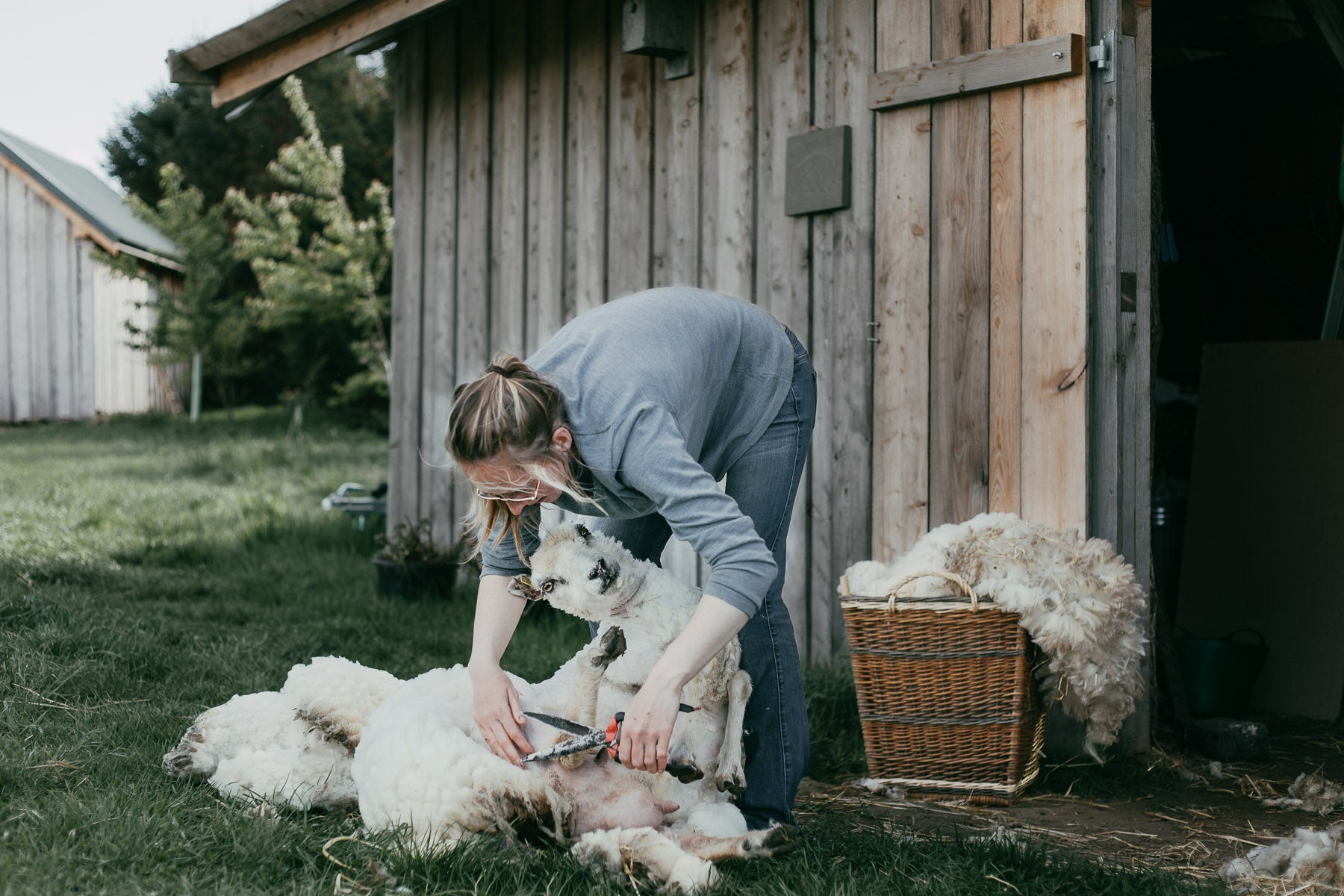 Shearing By Hand On the Organic Small Holding