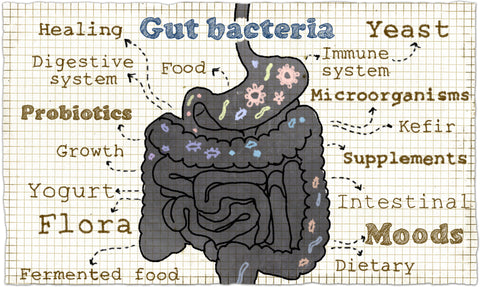 vegan probiotic supplements for gut health 