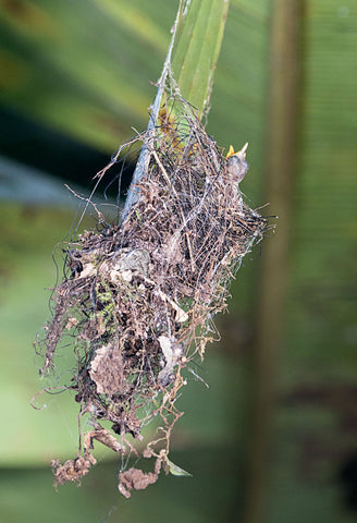 white tipped sickle billed chicks showing their small, straight beaks