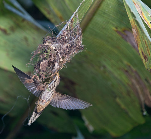 white-tipped sickle billed hummingbird inspecting her nest