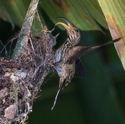 female White-tipped sickle-billed hummingbird feeding her two chicks and showing the regurgitated nectar