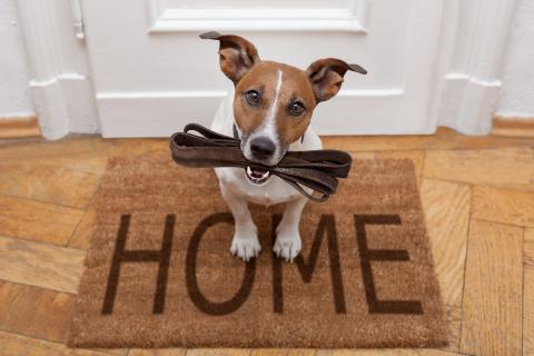 GoMine - Blog Dog Shelter