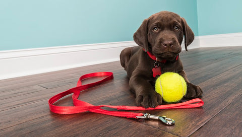 First Time, Puppy Leash, Training, GoMine