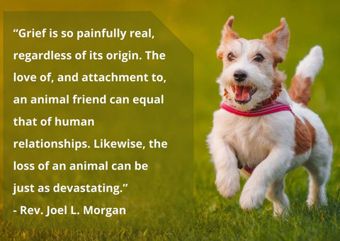 “Grief is so painfully real, regardless of its origin. The love of, and attachment to, an animal friend can equal that of human relationships. Likewise, the loss of an animal can be just as devastating.”- Rev. Joel L. Morgan | GoMine