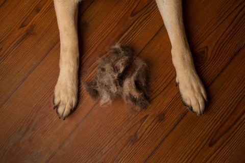 Remove Pet Hair on Hardwood floor | GoMine