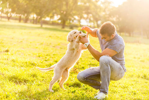 Health Benefits of Owning a Pet | Stress reduction | GoMine
