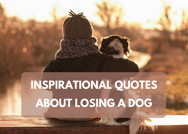 Inspirational Quotes About Losing A Dog | GoMine
