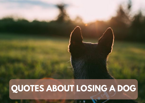 Quotes About Losing A Dog | GoMine