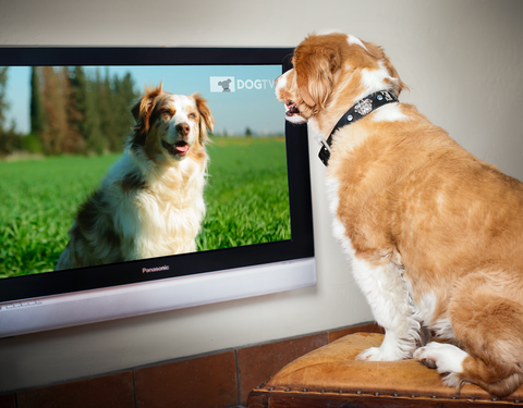 Why Does My Dog Bark at Animals on TV | GoMine