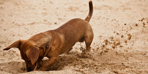 Dog playing in dirt | GoMine
