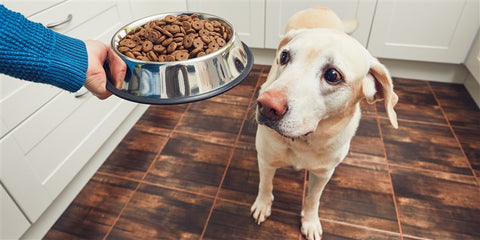 GoMine Dog Food Tips