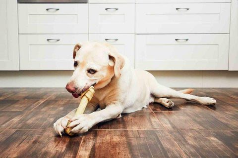 Dental chews for dog | GoMine