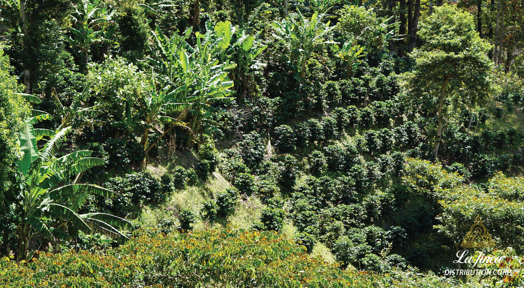 Coffee planted on the side on a mountain in Nueva Segovia Nicaragua La Finca Distribution Canadian Coffee Importer