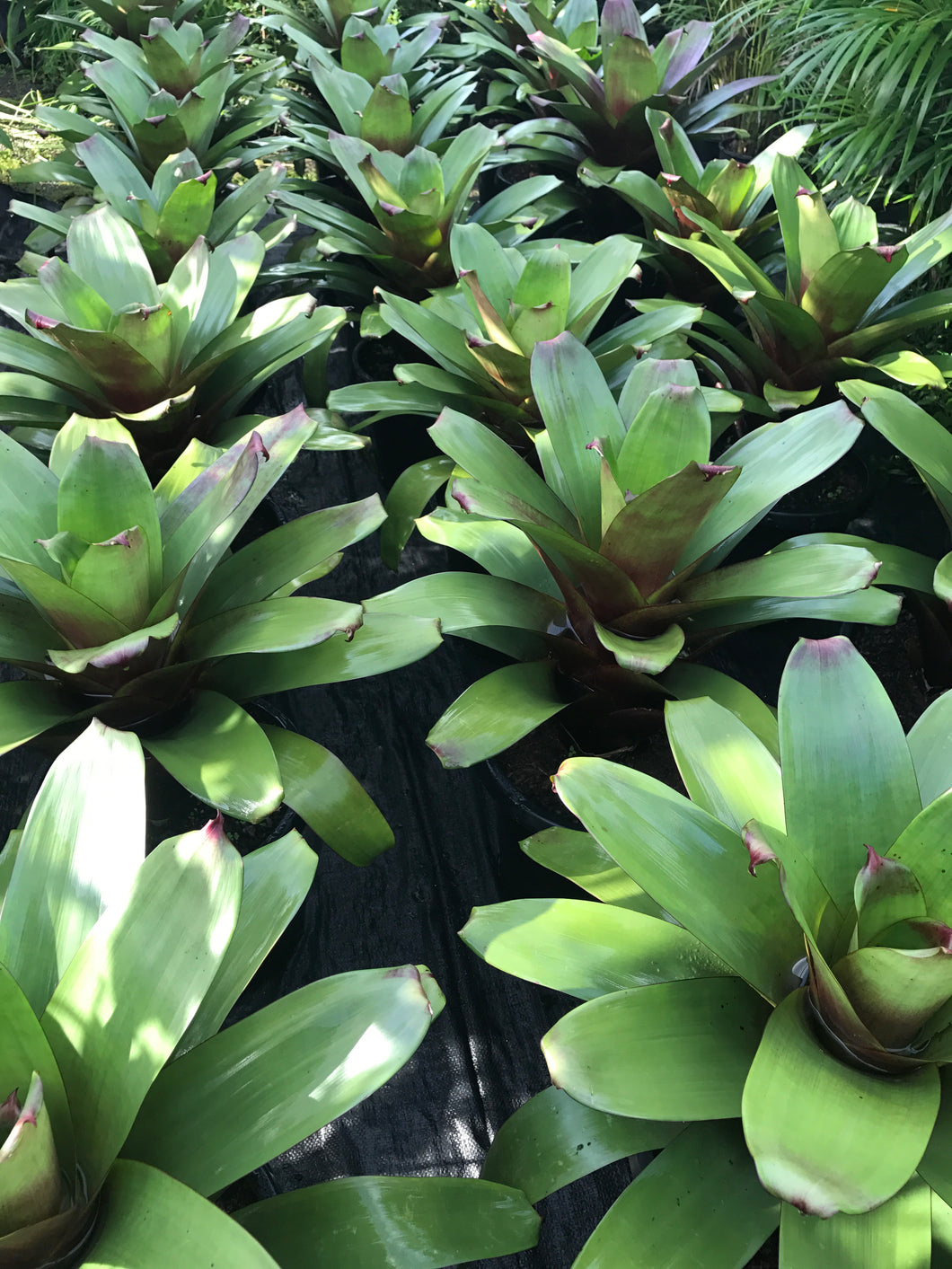Alcantarea Divine Plum - Super Advanced 330mm pot